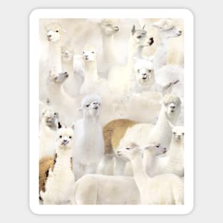 Alpacas Sticker